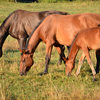 Horses younger to older grazing in a sunlit pasture.
