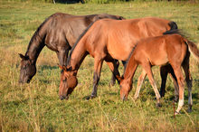 Healthy horses young to old grazing in sunlit pasture.