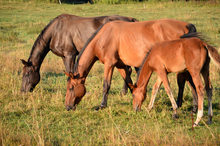 Horses foraging in pasture.