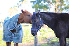 Two horses in pasture passing on the good news.