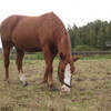 Horse grazing in pasture.