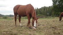 Horse grazing in a recently mowed pasture.