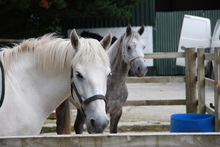 White and dappled gray horses at a riding stable.