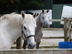 White and dappled gray horses in a corral at a riding stable.
