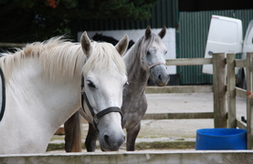 White and dappled gray horses in a corral at a riding stable.