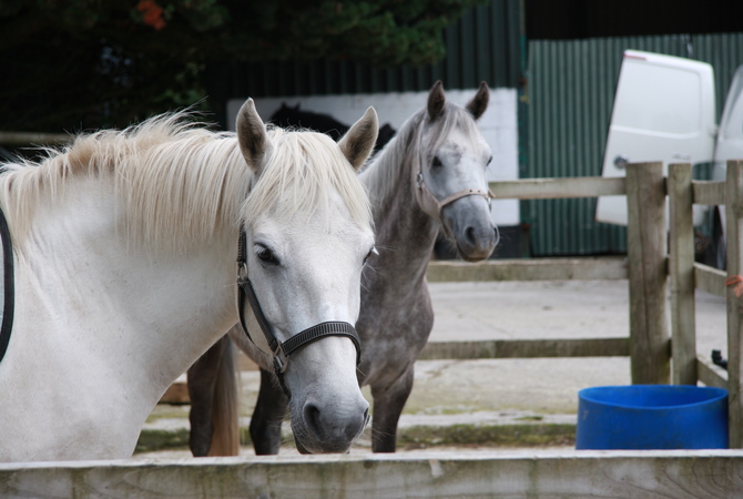 White and dappled gray horses in a corral.