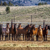 Mustangs lined up in a BLM holding pen.