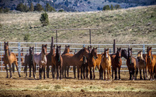 Wild mustangs lined up in a BLM holding pen.