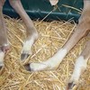 Warmblood foals legs affected by fragile foal syndrome.