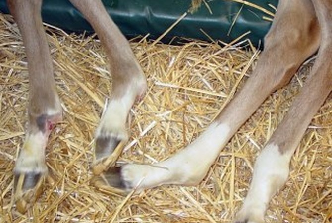 Warmblood foals legs affected by fragile foal syndrome.