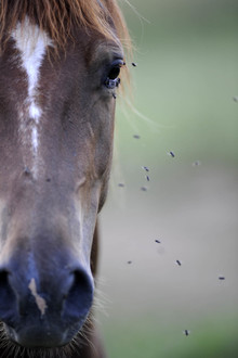 Flies swarming around horse's head.