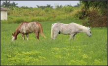Horses in a diverse pasture.