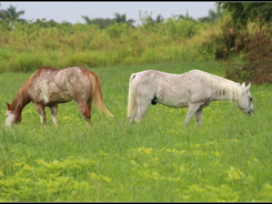 Two horses grazing in a grassy pasture.