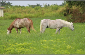 Two horses grazing in a grassy pasture.