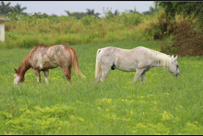 Two horses grazing in a pasture.