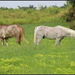 Two horses grazing in a grassy pasture.
