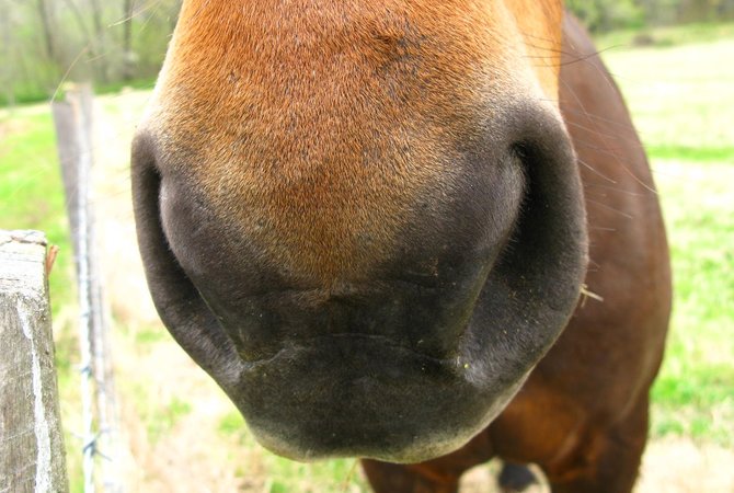Up-close view of horse's nostrils.