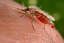 Blood engorged mosquito on human.