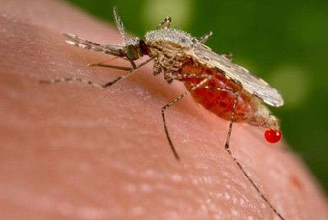 Mosquito in process of biting and extracting blood.