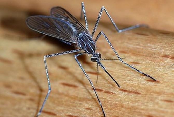 Mosquito - Carrier of West Nile Virus and EEE.
