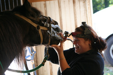 Veterinarian inspecting a horse's teeth.