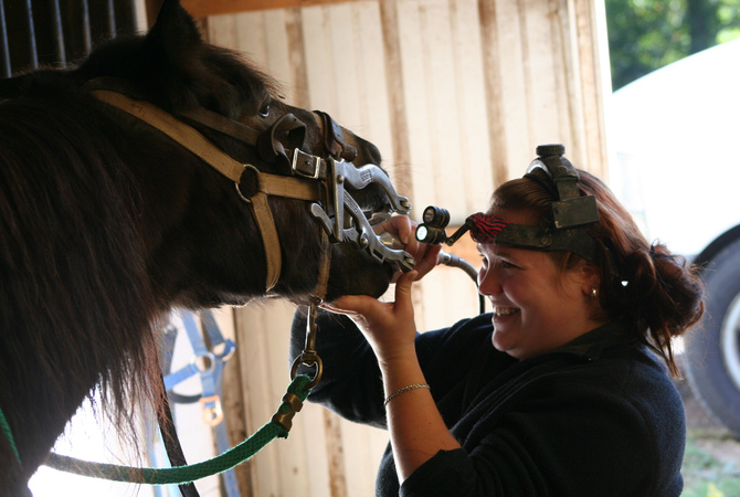 Equine dentist using tools of the trade to care for a horse.