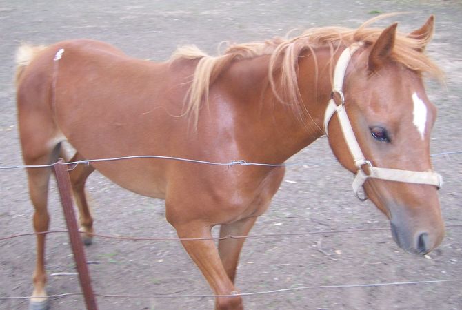 A young horse in bridle.  Ready for training?