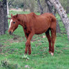 An older horse walking through the trees in a pasture.