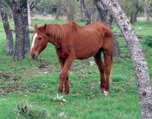 Malnourished horse walking in pasture.