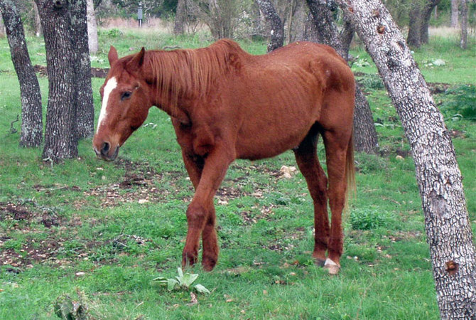 An older horse striding through pasture.