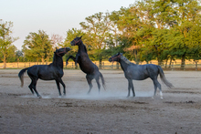 Three horses engaged in playful activity making use of their healthy legs.
