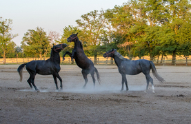 Horses playing and fighting may lead to sprains and strains.