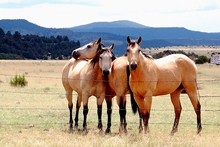 Three palomino horses in sparse pasture.