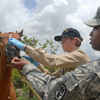 Military veterinarian treating a horse.