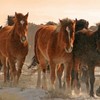 Herd of Salt River horses in Arizona