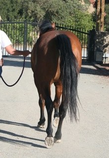 A horse named Chico being trotted out as part of a lameness test