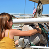 Girl petting wild donkey available for adoption.