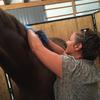 Woman getting sample of horse's hair from mane to be tested for drugs.