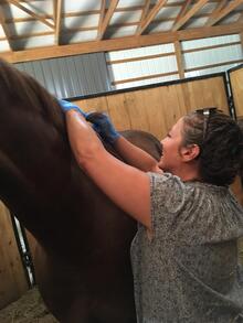 Woman snipping lock of horse's hair for drug test.