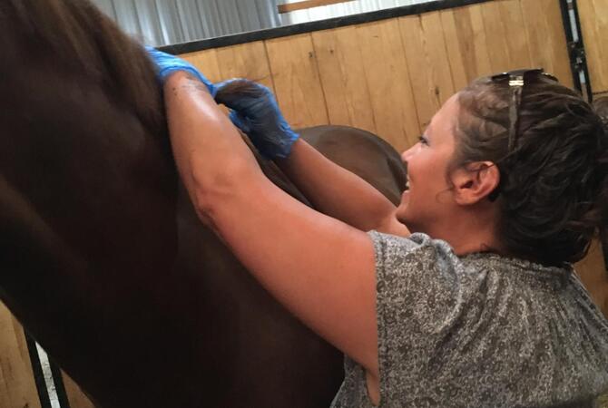 Woman getting sample of horse's hair from mane to be tested for drugs.