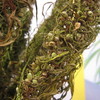 Stalk of hemp seed source of CBD oil.
