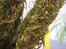 talks of dried hemp seeds.
