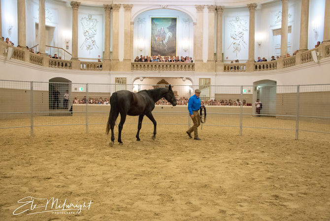 Monty Roberts at work with horse.