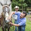 Veterinarian examining equine in Guatemala.