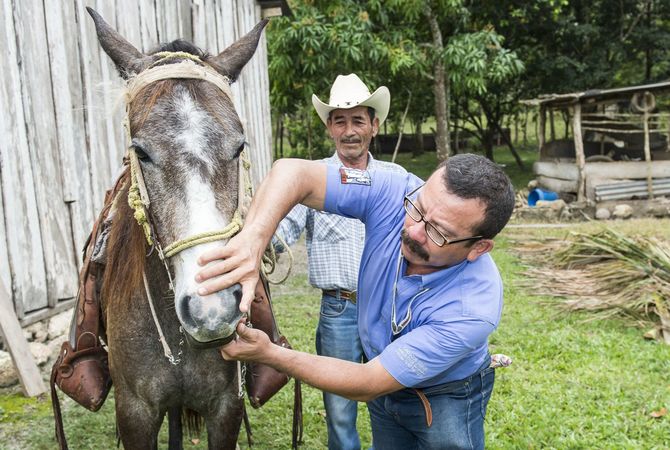 Veterinarian examining equine in Guatemala.