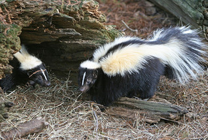 Two little skunks nosing around in a barnyard - Possibly carriers of rabies.