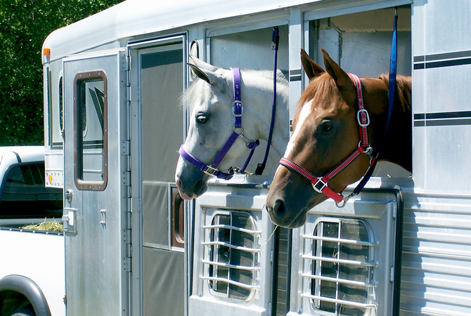 Two horses looking out of a small travel trailer behind a pickup.