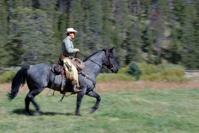 Equine therapy for veterans