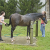 Two women grooming a Thoroughbred horse for a competition