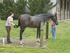 Two young women getting a Throughbred ready for a competition.
